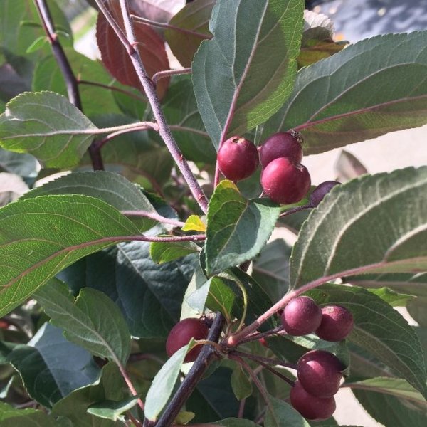 Malus 'Mokum'