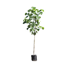 Bloesembomen
