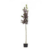 Prunus vir. 'Canada Red' Vogelkers