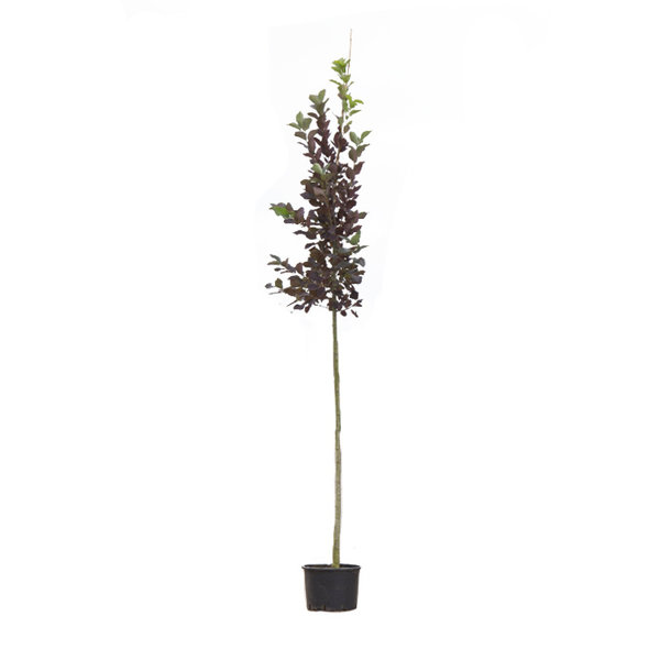 Prunus vir. 'Canada Red' Vogelkers