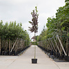 Prunus vir. 'Canada Red' Vogelkers