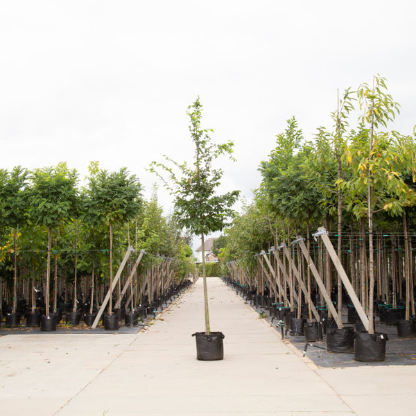 Carpinus betulus - boomvorm