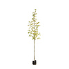 Acer platanoides 'Drummondii' Noorse Esdoorn