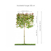 Photinia leiboom Small