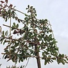 Photinia Glansmispel leiboom