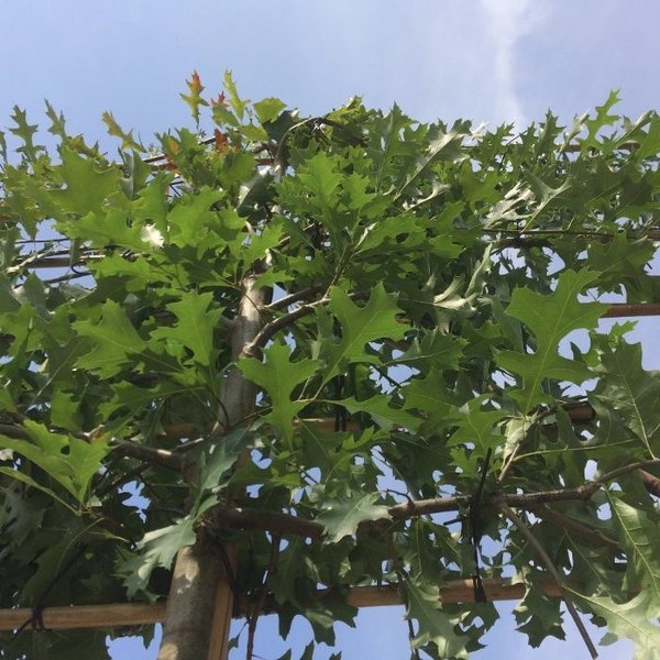 Lei-Moeraseik (Quercus Palustris)