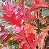 Lei-Moeraseik (Quercus Palustris)