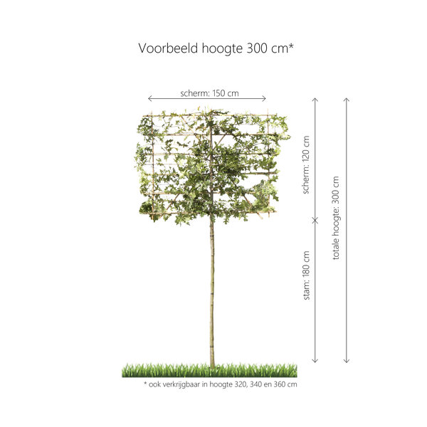 Lei-Moeraseik (Quercus Palustris)