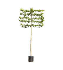 ALLE BOMEN