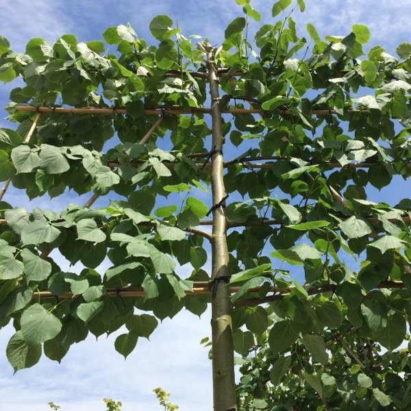 Lei-linde 'Tilia Europaea Pallida'