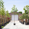 Tilia cordata 'Greenspire' Winterlinde