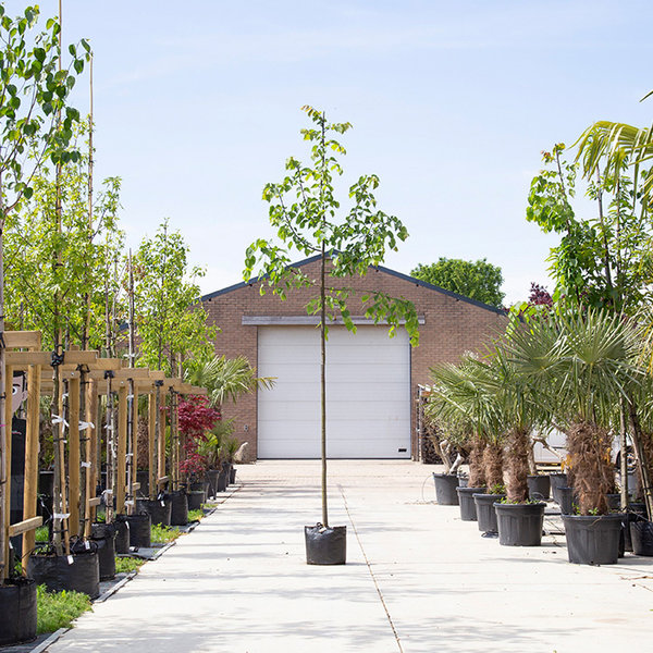Tilia cordata 'Greenspire' Winterlinde