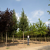 Tilia cordata 'Greenspire' Winterlinde