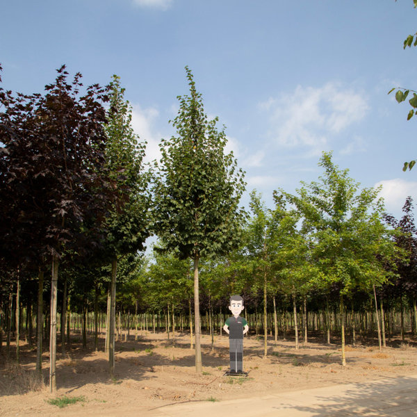 Tilia cordata 'Greenspire' Winterlinde