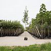 Tilia europaea 'Euchlora' Krimlinde