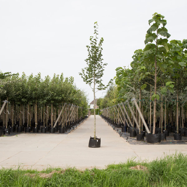 Tilia europaea 'Euchlora' Krimlinde