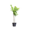 Gymnocladus dioica meerstammig Doodsbeenderenboom
