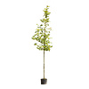 Platanus orientalis 'Minaret' Oosterse Plataan