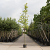 Platanus orientalis 'Minaret' Oosterse Plataan