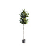 Parrotia Persica Vlamboom