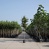 Parrotia Persica Vlamboom