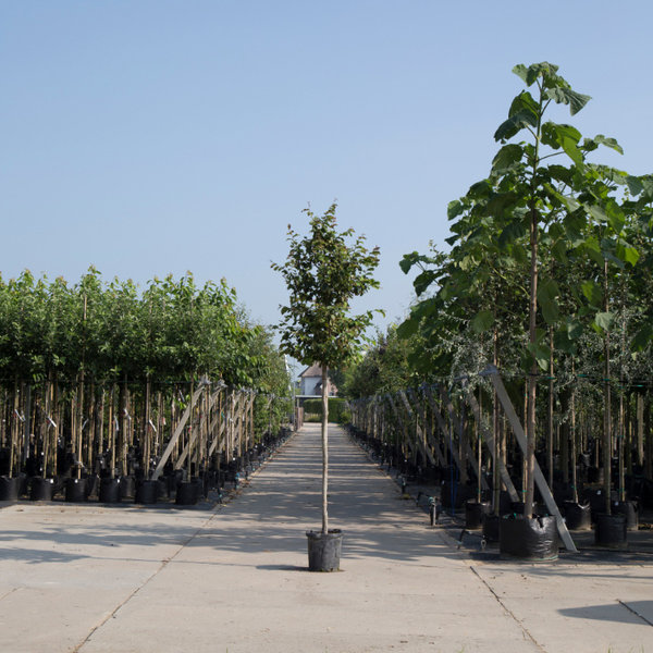 Parrotia Persica Vlamboom