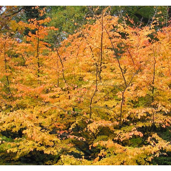 Parrotia Persica Vlamboom