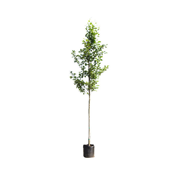Alnus glutinosa Gewone Els