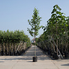 Alnus glutinosa Gewone Els