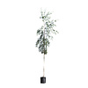 Betula pendula 'Tristis' Treurberk