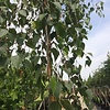 Betula pendula 'Tristis' Treurberk