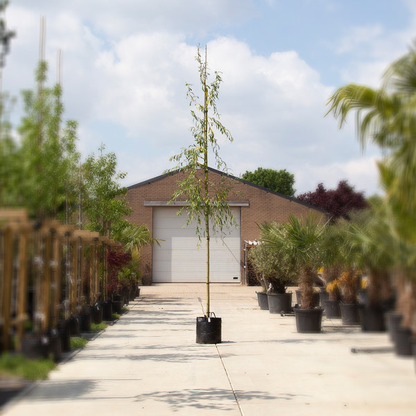 Salix sepulcralis 'Chrysocoma' Treurwilg