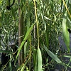 Salix sepulcralis 'Chrysocoma' Treurwilg