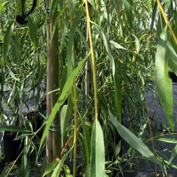 Salix sepulcralis 'Chrysocoma' Treurwilg