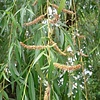 Salix sepulcralis 'Chrysocoma' Treurwilg