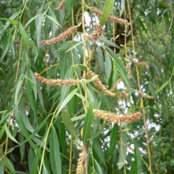 Salix sepulcralis 'Chrysocoma' Treurwilg