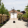 Fagus sylvatica 'Atropunicea' Rode Beuk