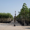 Fagus sylvatica 'Dawyck Purple' Rode Zuilbeuk