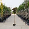 Acer pl. 'Crimson Sentry' Rode Esdoorn