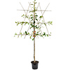 Malus domestica 'Cox Orange Pippin' Handappel leivorm