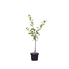 Malus domestica 'Golden Delicious' Handappel