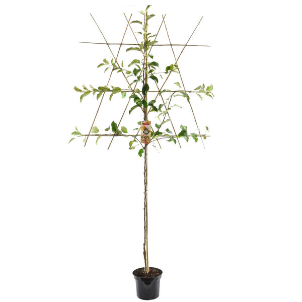 Malus domestica 'Golden Delicious' Handappel