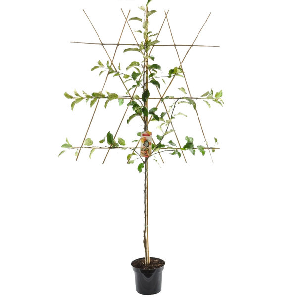Malus Domestica 'Jonagold'