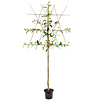 Pyrus communis 'Gieser Wildeman' Stoofpeer