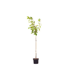 Kersenbomen