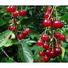 Prunus avium 'Morelle' Kers