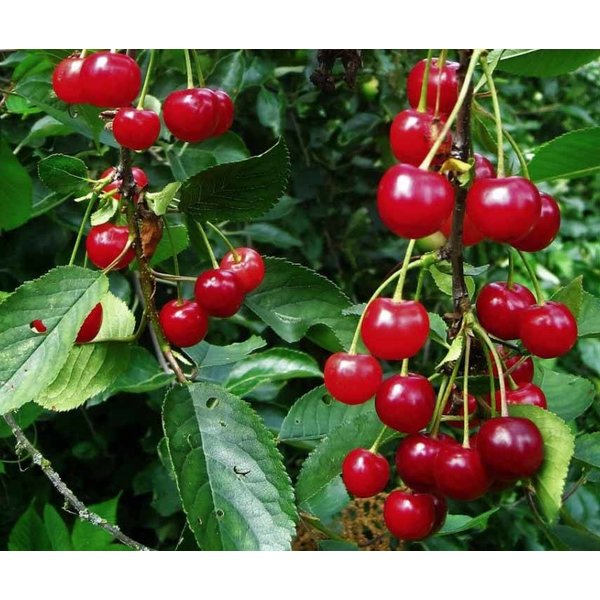 Prunus avium 'Morelle' Kers