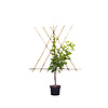 Prunus avium 'Morelle' Kers