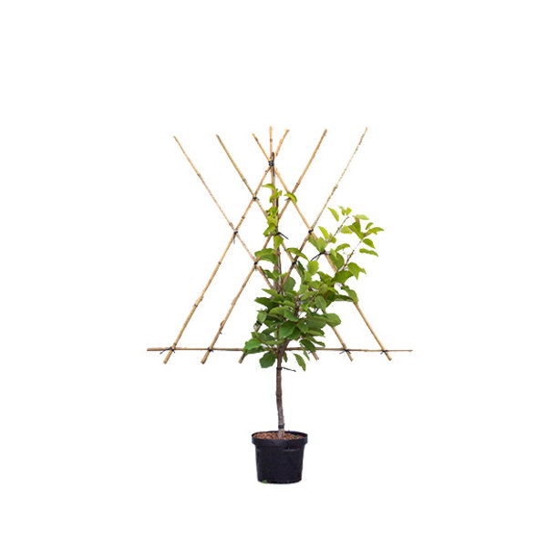 Prunus avium 'Morelle' Kers