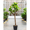 Ficus Lyrata Stam XXXL